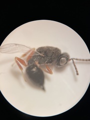 Eurytominae