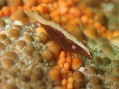 Zenopontonia soror