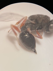 Eurytominae
