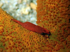 Zenopontonia soror