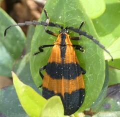 Calopteron discrepans