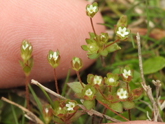 Androsace occidentalis