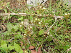 Androsace occidentalis