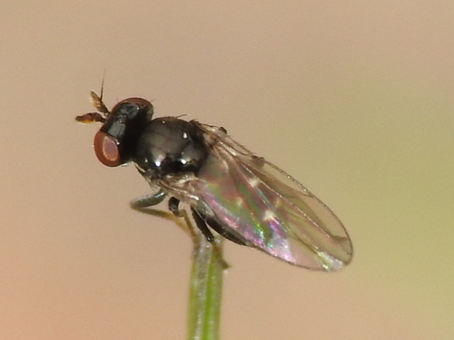 Hyadina albovenosa