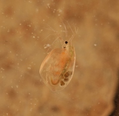 Simocephalus vetulus