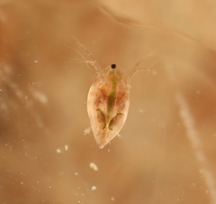 Simocephalus vetulus