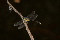 Austroepigomphus praeruptus