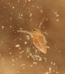 Simocephalus vetulus