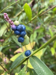Persicaria perfoliata