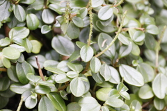 Peperomia retusa