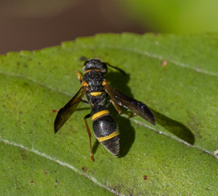 Parancistrocerus perennis