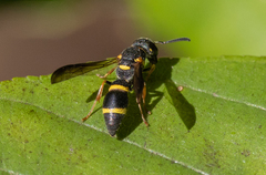 Parancistrocerus perennis