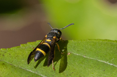 Parancistrocerus perennis
