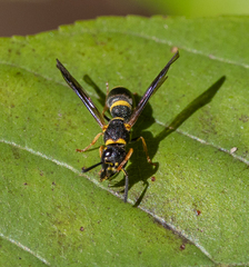 Parancistrocerus perennis