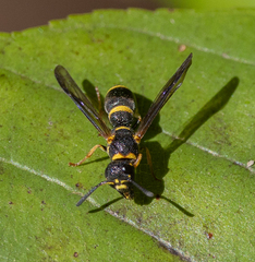 Parancistrocerus perennis