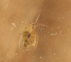 Simocephalus vetulus