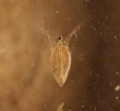 Simocephalus vetulus