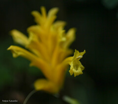 Aphelandra squarrosa