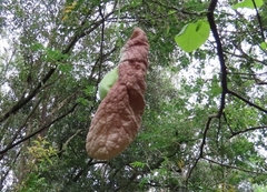 Aristolochia gigantea