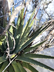 Agave palmeri