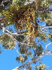 Phoradendron juniperinum