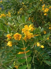 Senna multiglandulosa