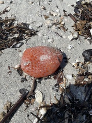 Aplidium stellatum