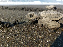 Lepidochelys olivacea
