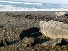 Lepidochelys olivacea