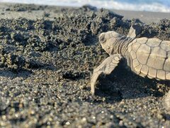 Lepidochelys olivacea