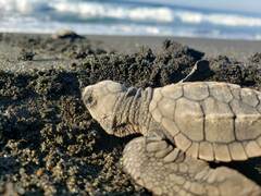 Lepidochelys olivacea