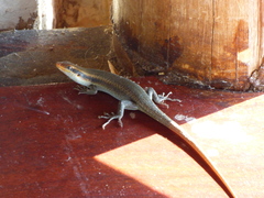 Trachylepis wahlbergii