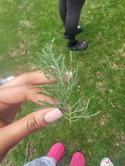 Juniperus virginiana virginiana