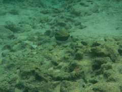Rhinecanthus rectangulus