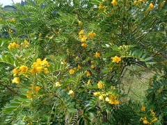 Senna multiglandulosa