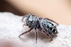 Phidippus comatus