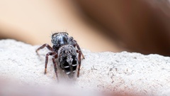 Phidippus comatus