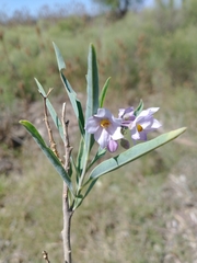 Solanum glaucophyllum