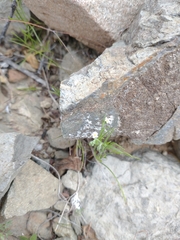 Pectocarya recurvata