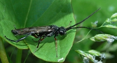 Nematus abbotii