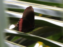 Biblis hyperia