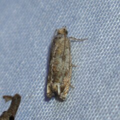 Epiblema abruptana