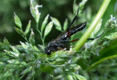 Nematus abbotii