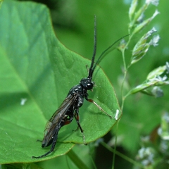 Nematus abbotii