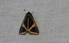 Agamana conjungens