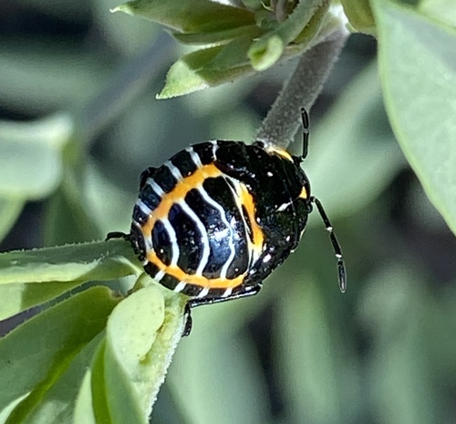 iNaturalist observation photo of Harlequin Bug