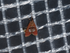 Syntonarcha iriastis