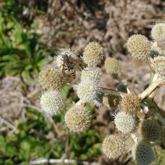 Polistes cinerascens
