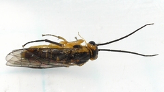 Euura tibialis