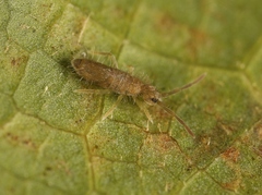 Entomobrya lanuginosa